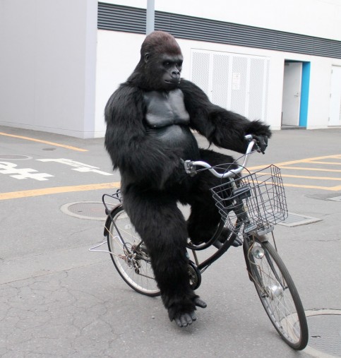 シルバーバックの写真1