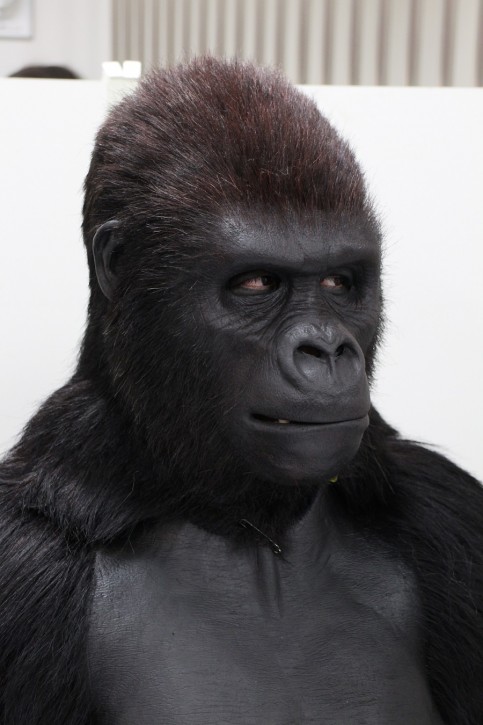 シルバーバックの写真2