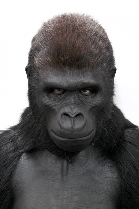 シルバーバックの写真3