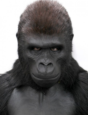 シルバーバックのサムネイル