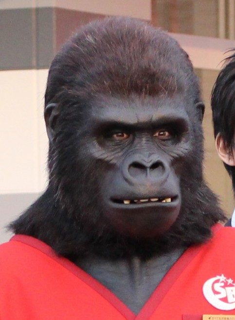 シルバーバックの写真4