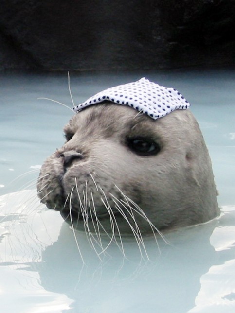 フジフィルムの写真1