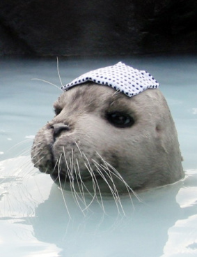 フジフィルムのサムネイル