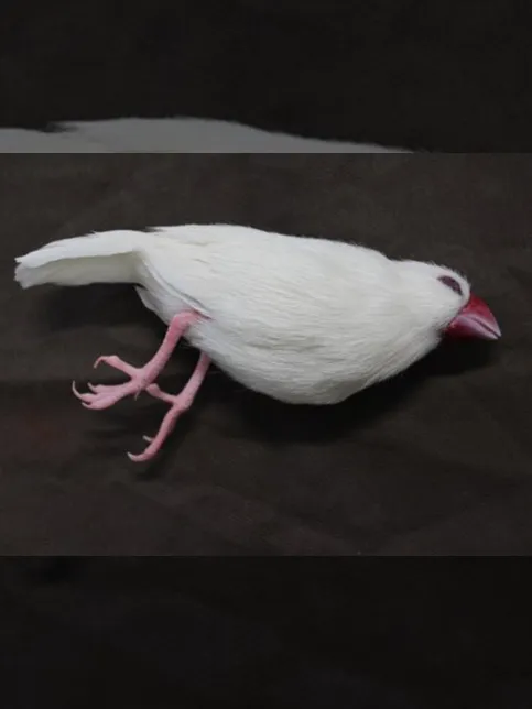 NHK「夏目漱石の妻」のサムネイル