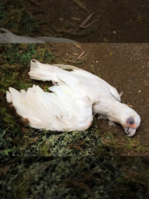 NHK「平清盛」のサムネイル