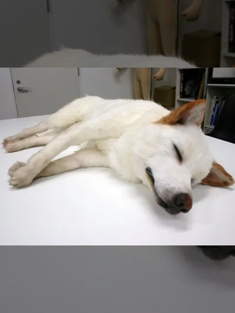 NHK「平清盛」のサムネイル