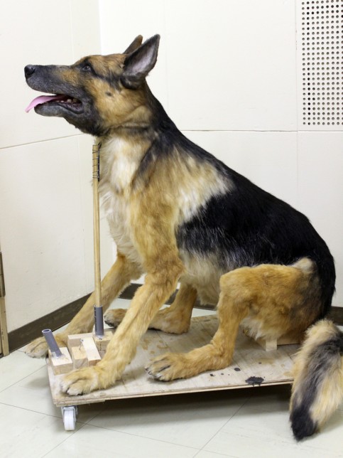 TBS「パーフェクト・ブルー」の写真1