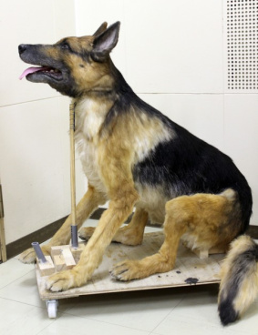 TBS「パーフェクト・ブルー」のサムネイル