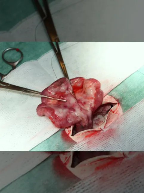 TBS「獣医ドリトル」のサムネイル