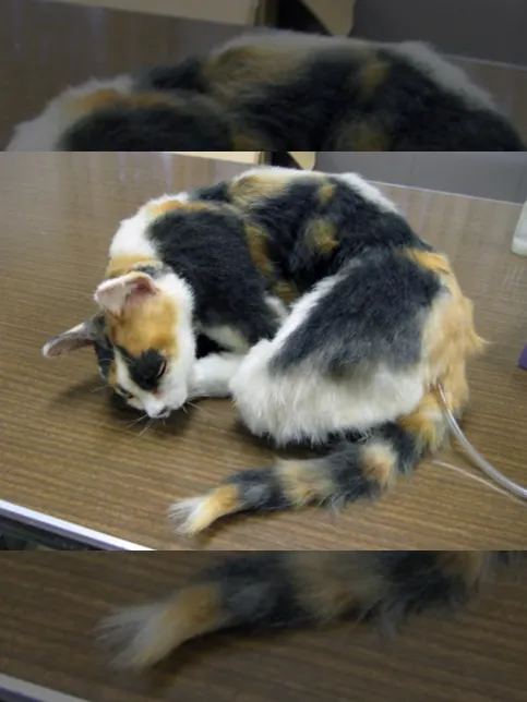 TBS「獣医ドリトル」のサムネイル