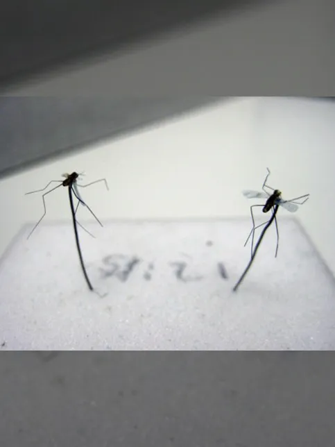 TBS「獣医ドリトル」のサムネイル