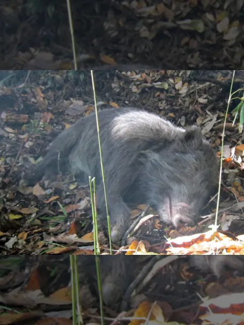 TBS「獣医ドリトル」のサムネイル