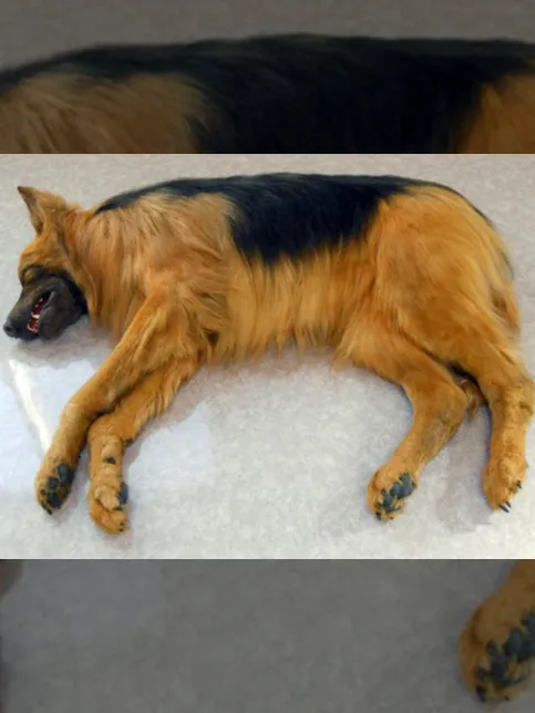 TBS「南極大陸」のサムネイル