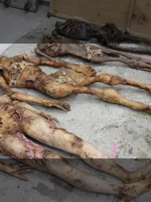 WOWOW「コールドケース」のサムネイル