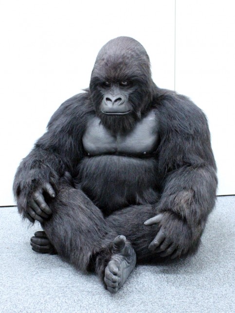 レンタルゴリラスーツの写真1