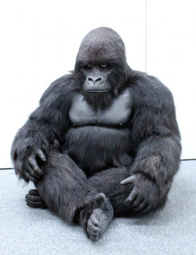 レンタルゴリラスーツのサムネイル