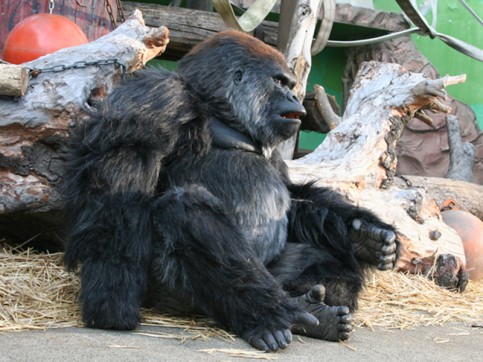 旭山動物園物語 ペンギンが空を飛ぶの写真1