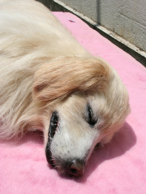 犬と私の10の約束の写真1