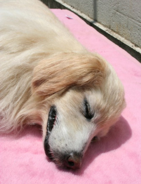 犬と私の10の約束のサムネイル