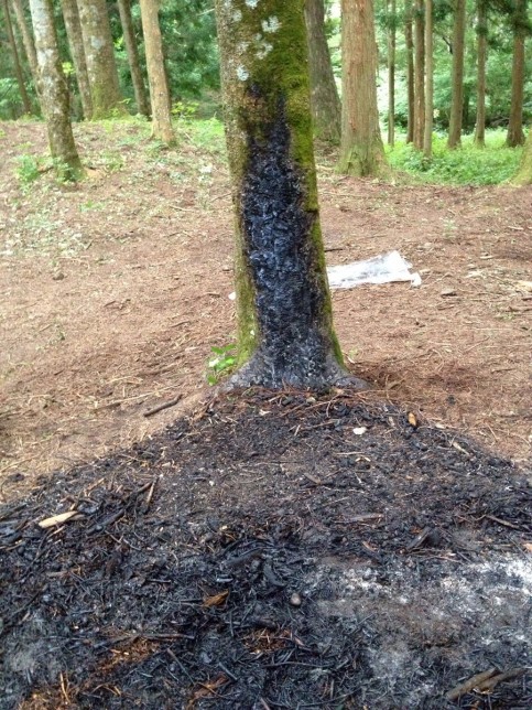 白ゆき姫殺人事件の写真1