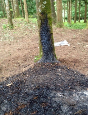 白ゆき姫殺人事件のサムネイル