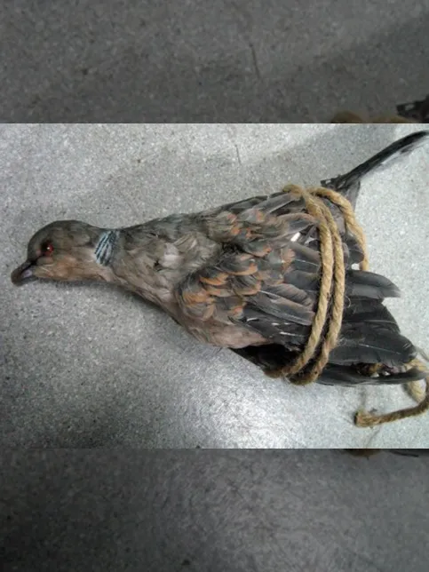 雷桜のサムネイル