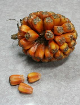 植物ダミーのサムネイル