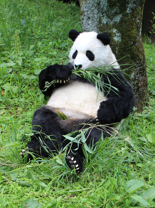 パンダ着ぐるみの写真1