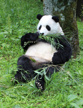 パンダ着ぐるみのサムネイル